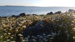 Cochlearia danica