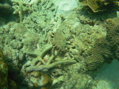 Pinctada margaritifera