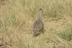 Nothoprocta cinerascens