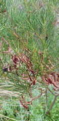Acacia calamifolia