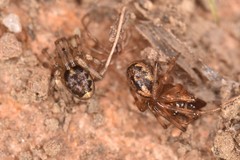 Enoplognatha mandibularis