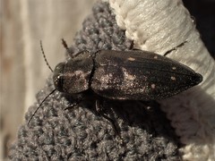 Phaenops