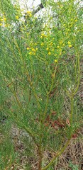 Acacia calamifolia