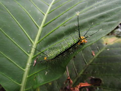 Nymphalidae