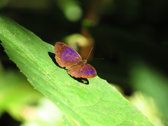 Papilionoidea