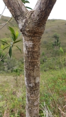 Oreopanax sanderianus