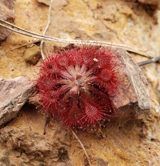 Drosera capillaris