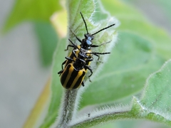 Lema confusa virgata
