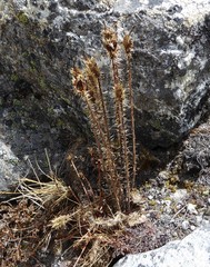 Meconopsis horridula