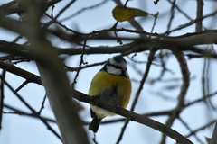 Cyanistes caeruleus