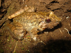 Limnonectes microdiscus