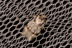 Barea basigramma