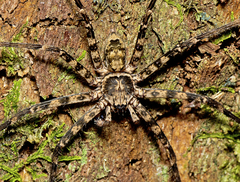 Heteropoda procera