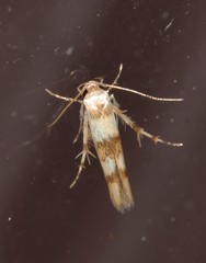 Stathmopoda tritophaea