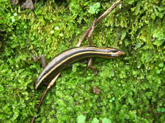 Sphenomorphus sanctus