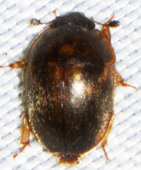 Amphicrossus ciliatus