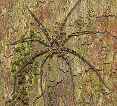 Heteropoda procera