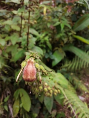 Kohleria allenii