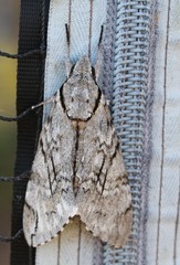 Lepidoptera