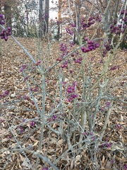 Daphne mezereum