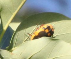 Pachnodella impressa