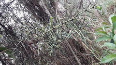 Colletia