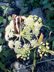 Limenitis weidemeyerii nevadae