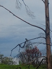 Cyanocorax cristatellus