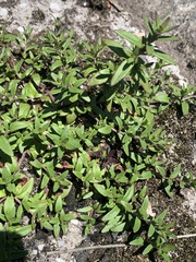 Prostanthera saxicola montana