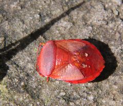 Coridiellus figlinus