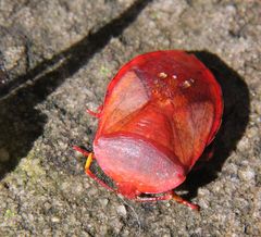 Coridiellus figlinus