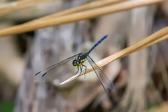 Agrionoptera longitudinalis biserialis