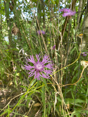 Centaurea thuillieri