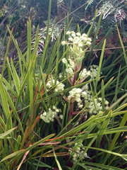 Aciphylla traversii