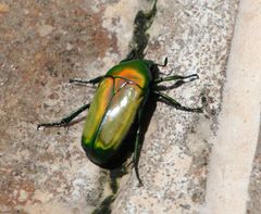 Chlorocala africana subsuturalis