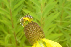 Andrena rudbeckiae