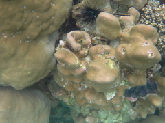 Pteriidae