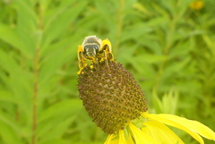 Andrena rudbeckiae