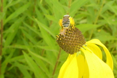 Andrena rudbeckiae