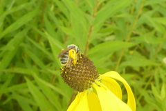 Andrena rudbeckiae