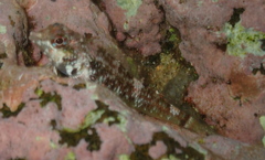 Enneapterygius atrogulare