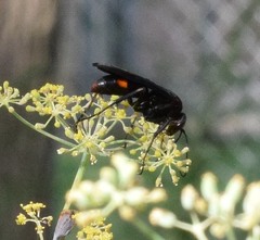 Poecilopompilus algidus
