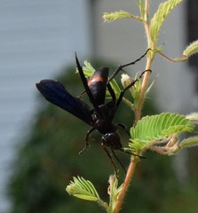 Poecilopompilus algidus