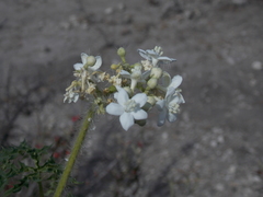 Cnidoscolus multilobus
