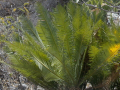 Dioon