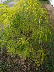 Melicope denhamii