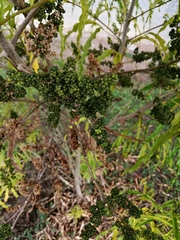 Melicope denhamii