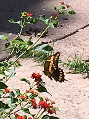 Heraclides cresphontes