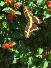Heraclides cresphontes
