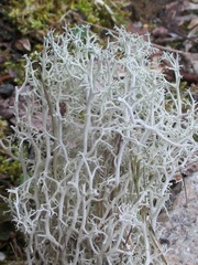 Cladonia terrae-novae